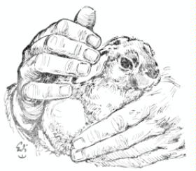 Häschen