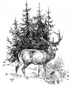 Rothirsch